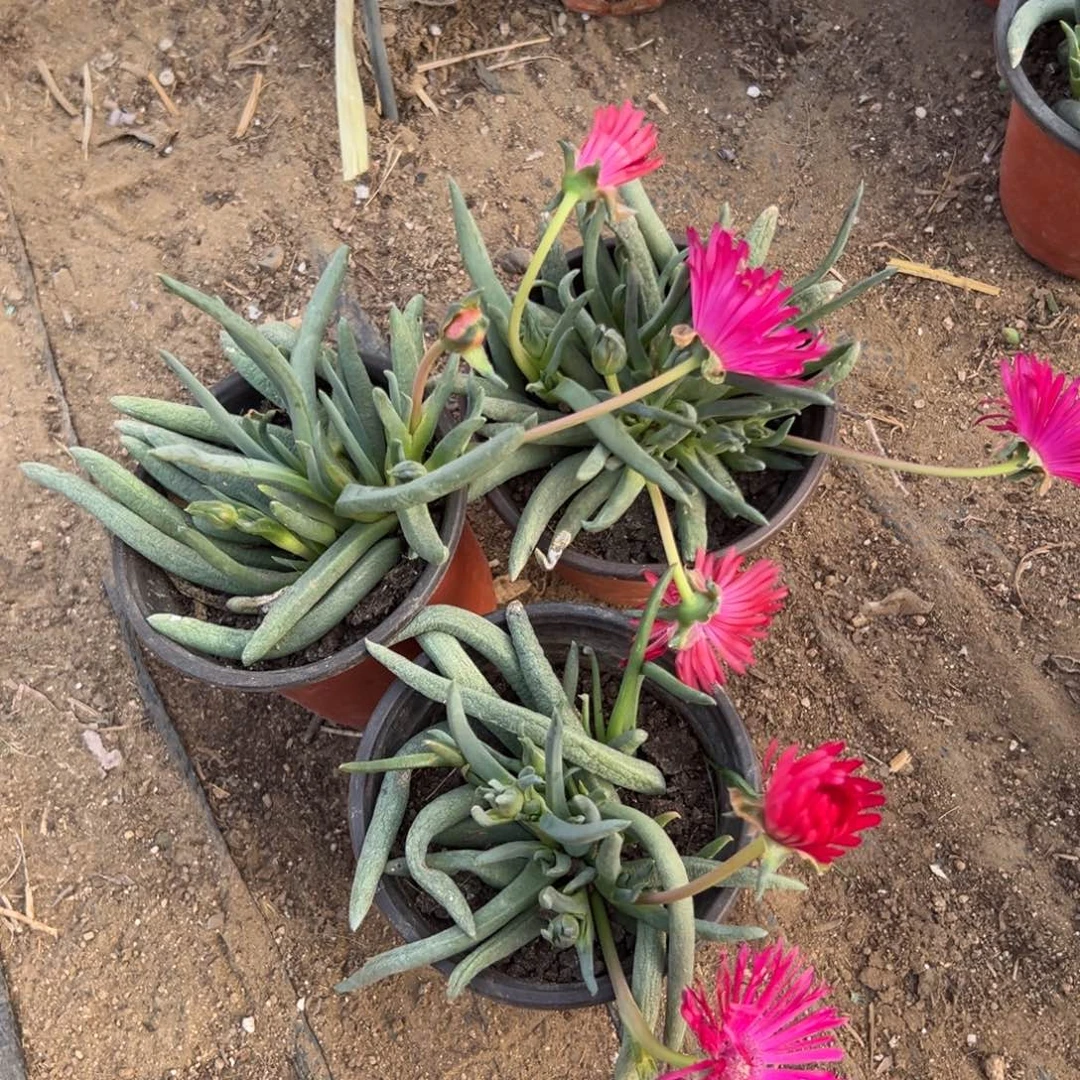 多肉植物三盆奔龙