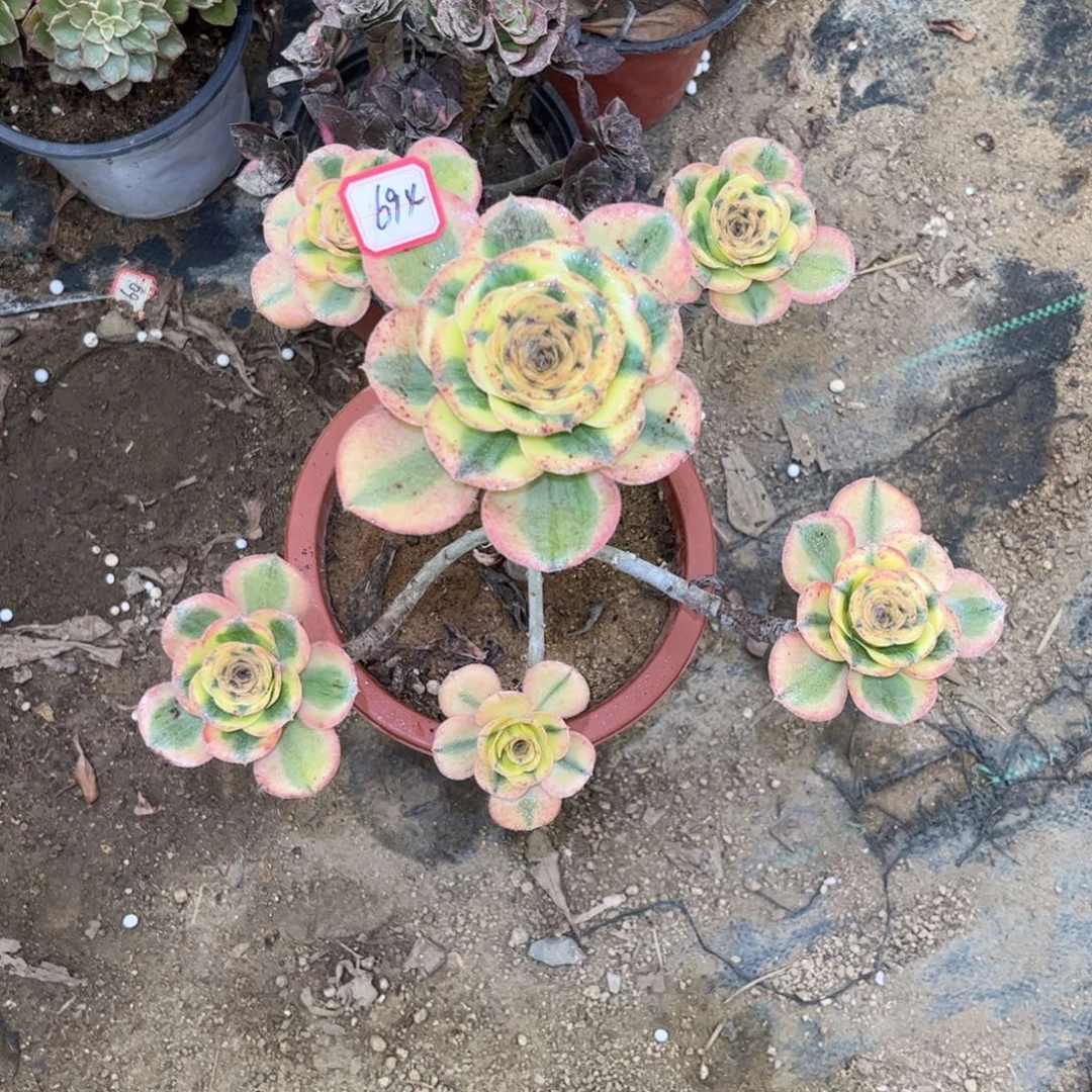 694多肉植物燕姿锦