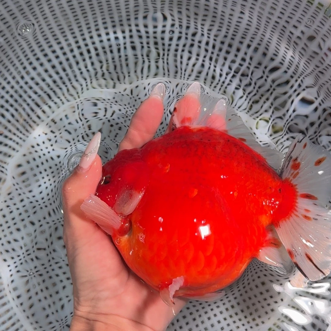 金鱼类不分公母15