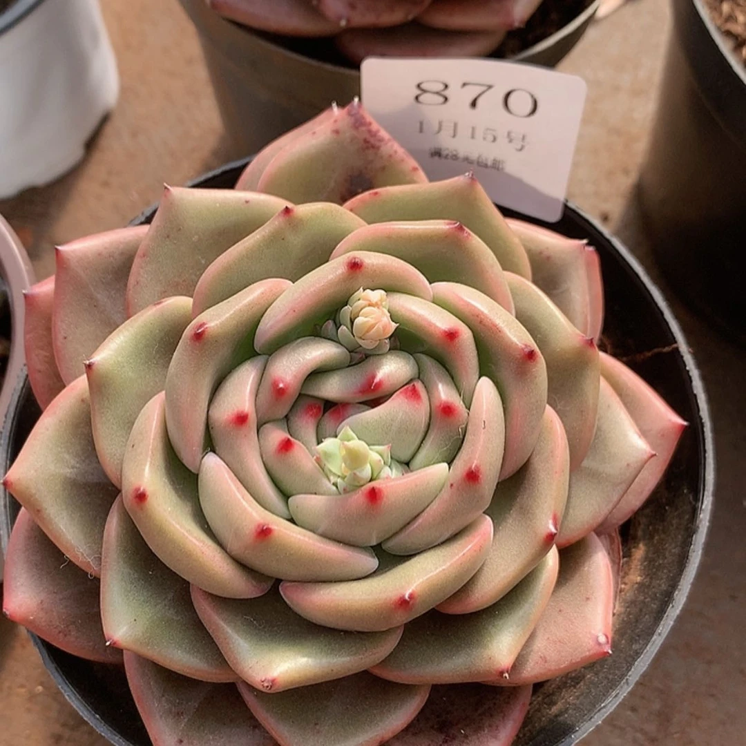 【闪购商品】云870