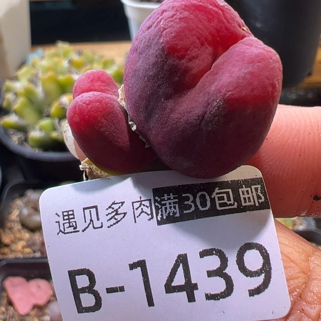 多肉植物111111111111