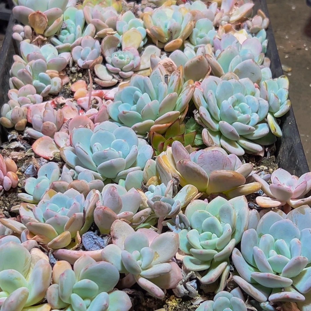 857多肉葡萄的价格