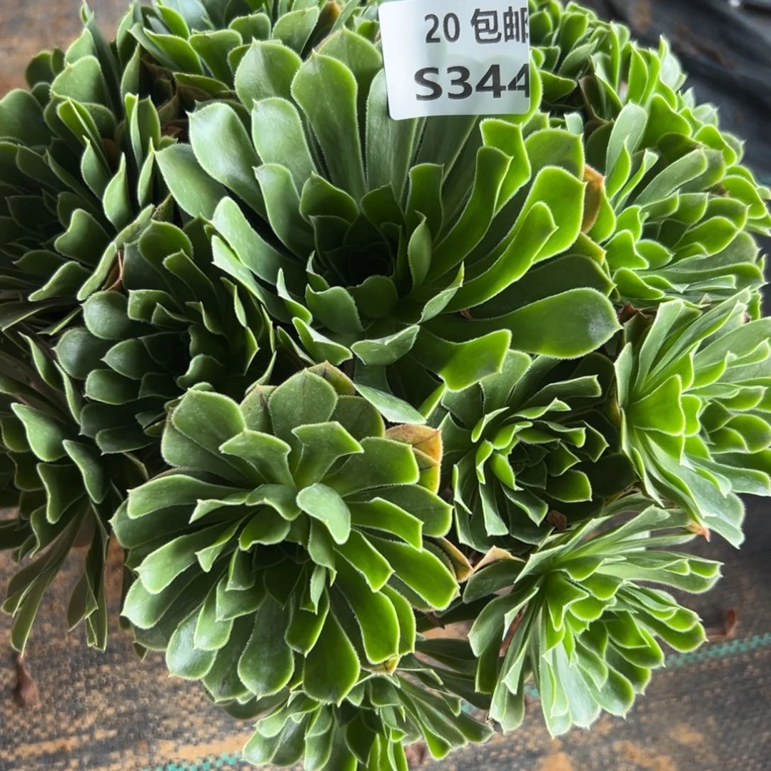344绿色心情，多肉法师