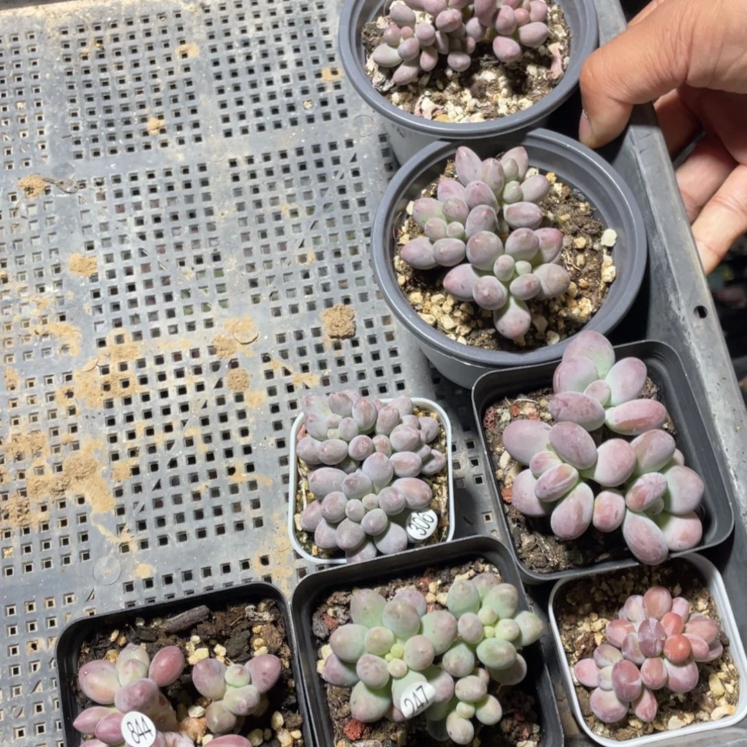西瓜桃花仙子奶酪多肉