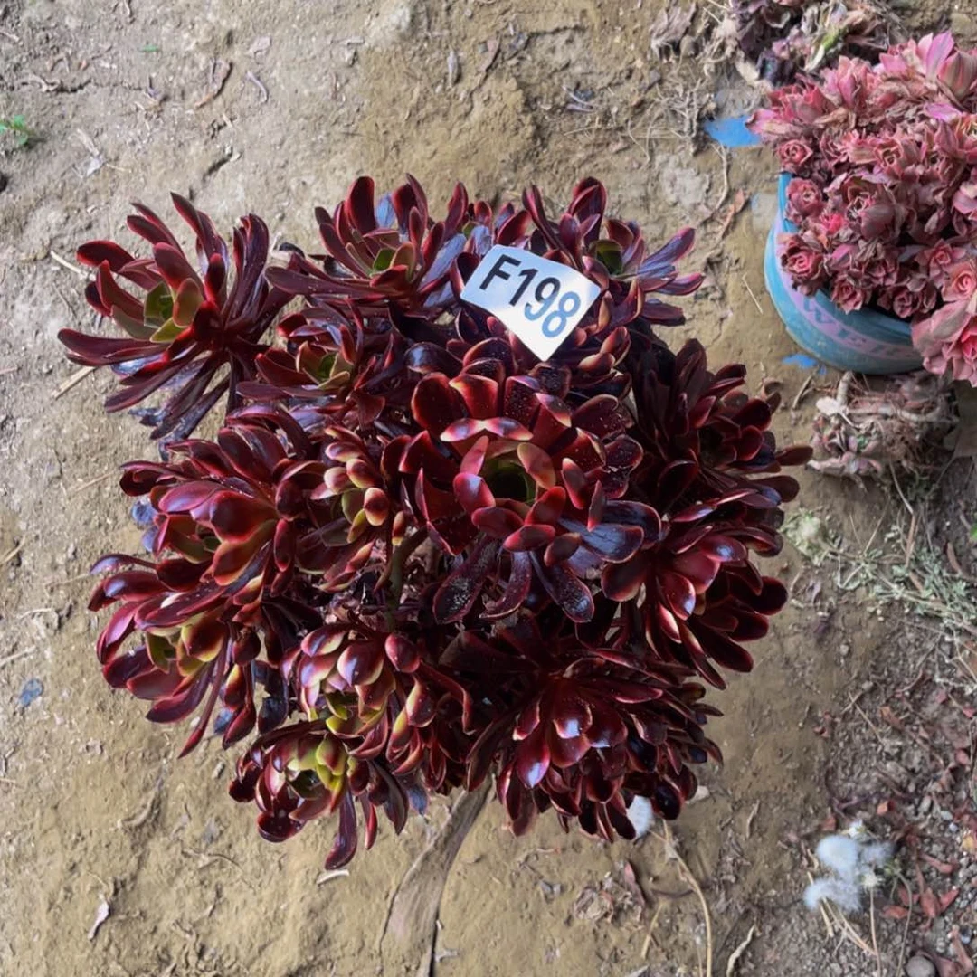 欧嘉莉法师朵朵3/4