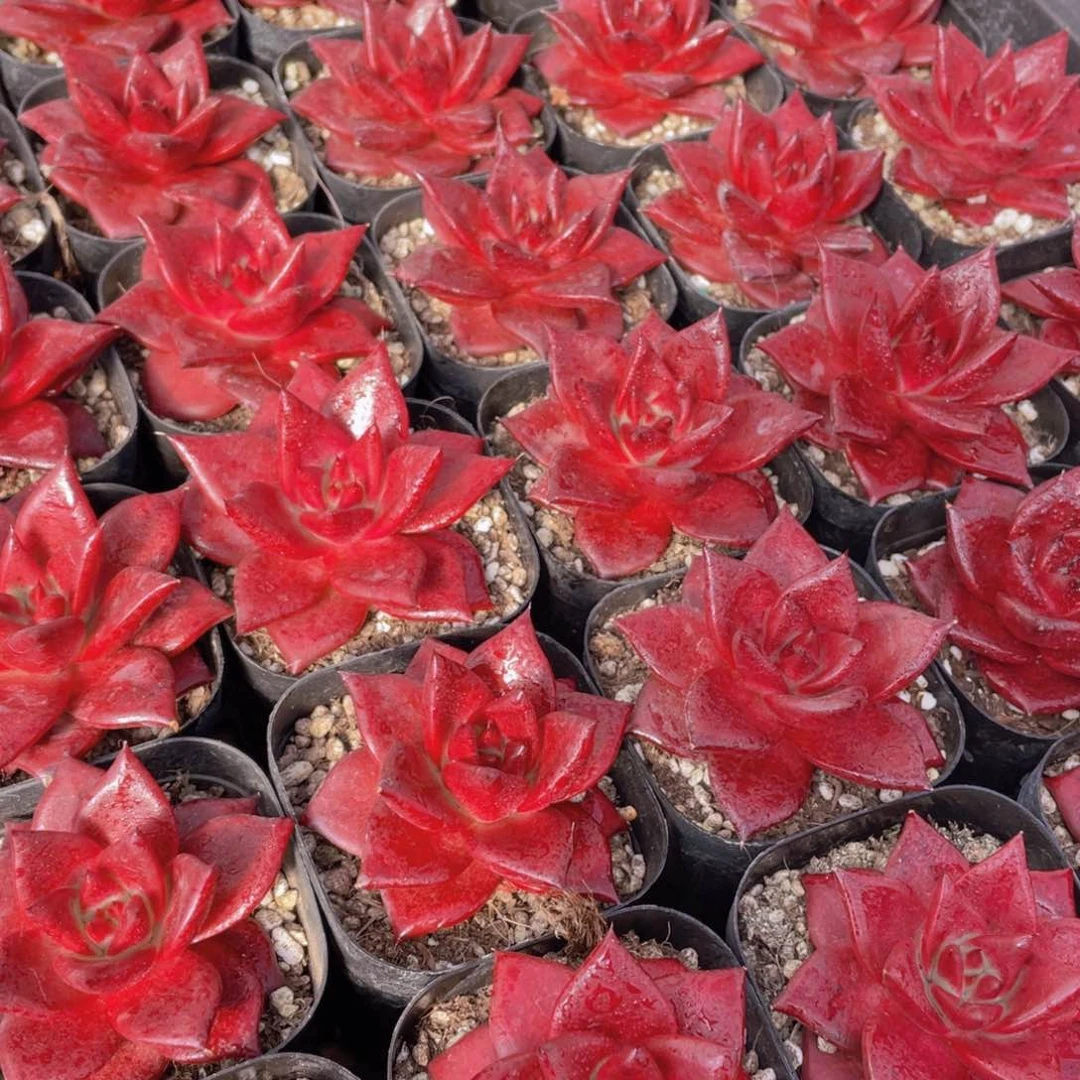 量拍35号 血色罗宾单头2个