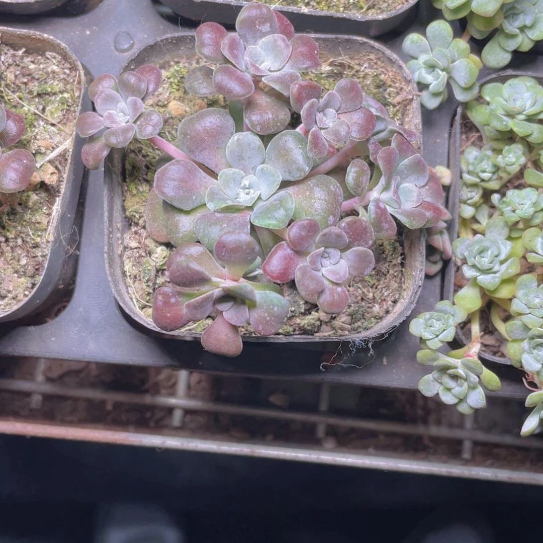 红霜多肉9.9包邮