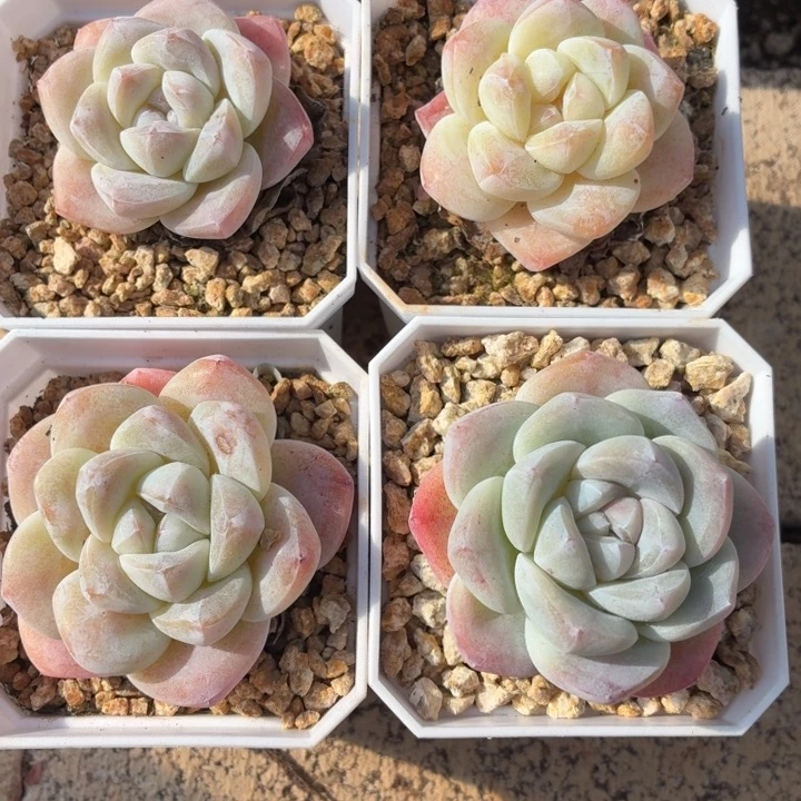 多肉植物冰玉福利