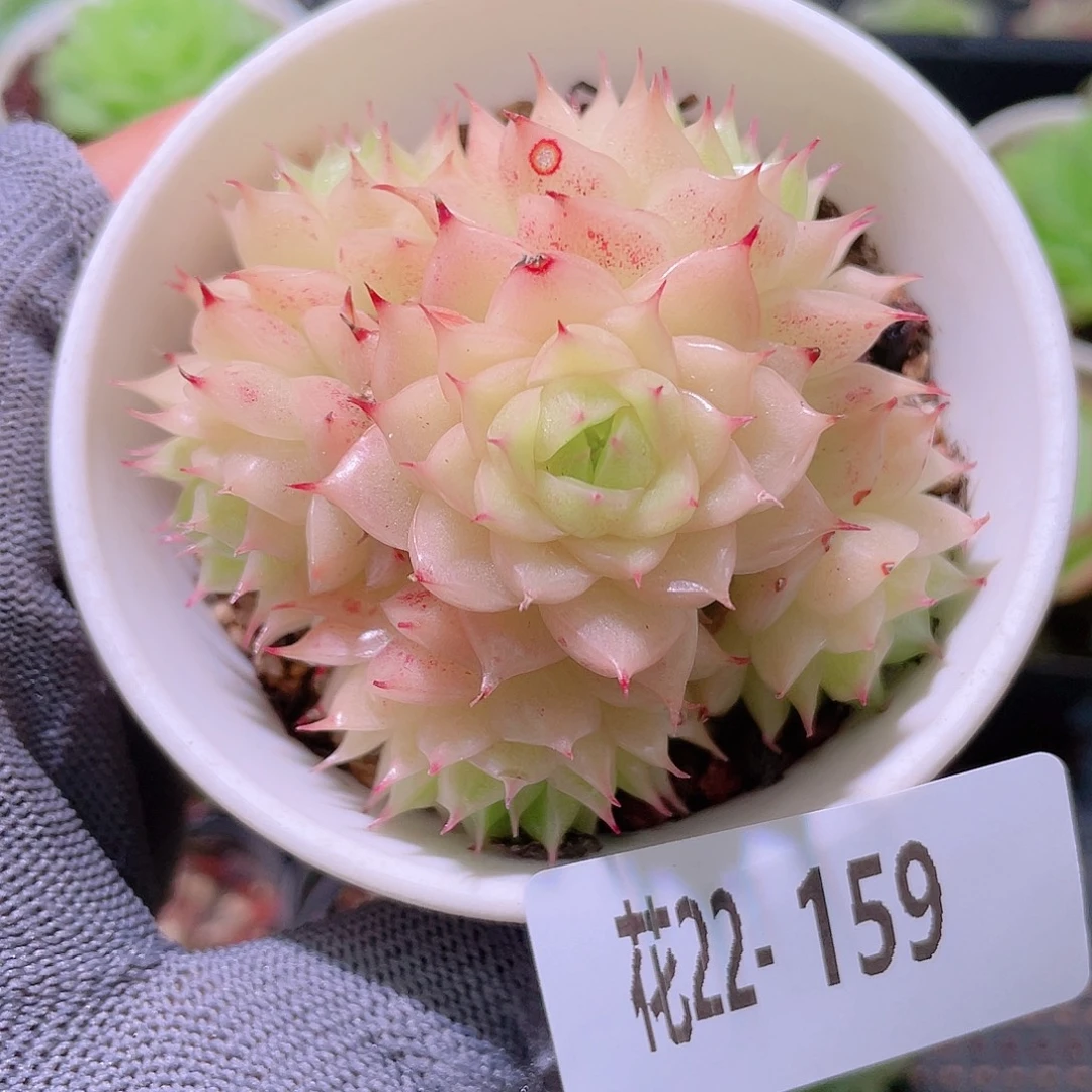 花利美22-159麦秆群