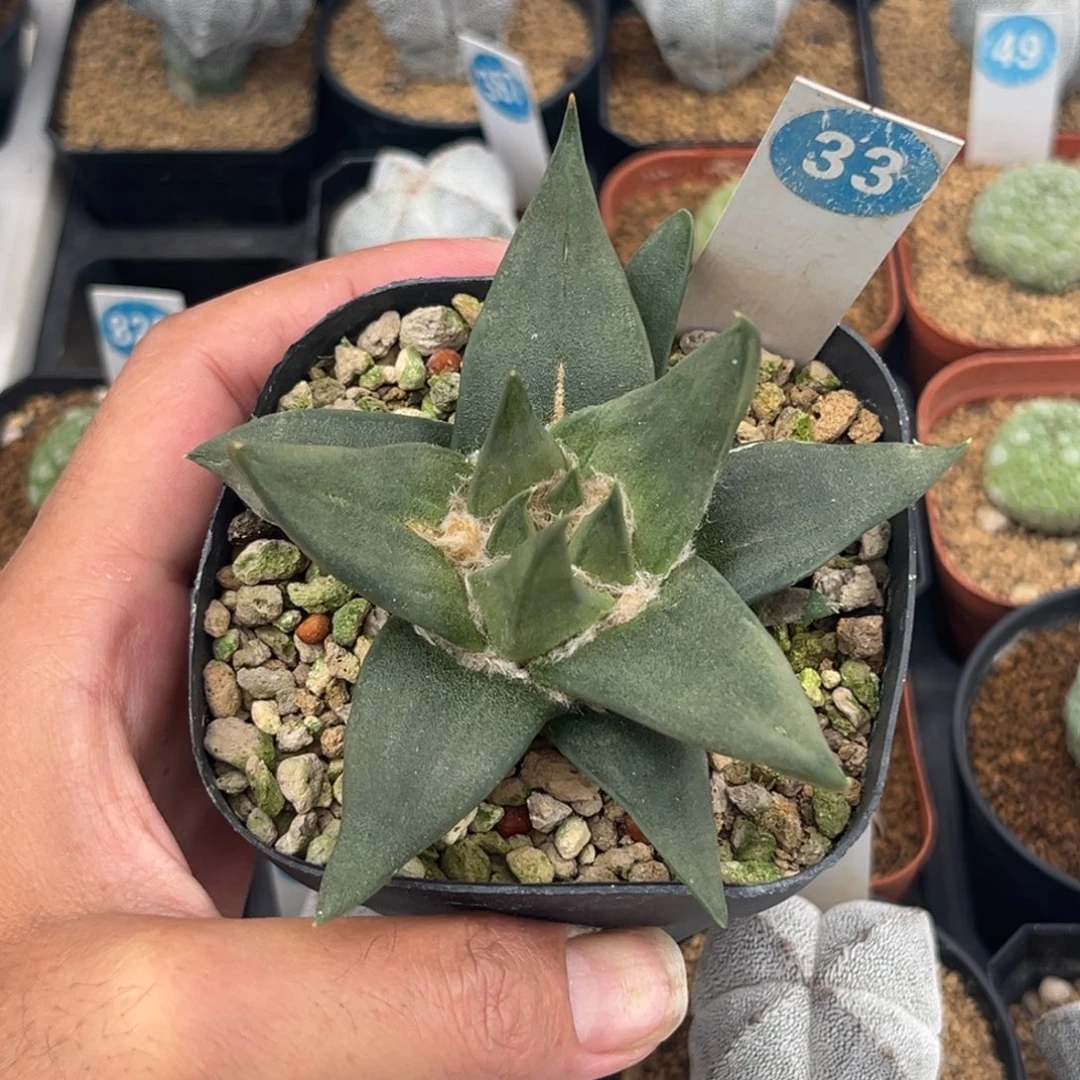 33实生龙牙牡丹带盆带土