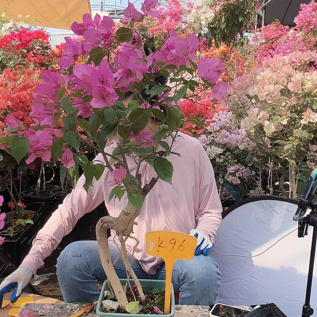 爱***猫大部分花苞少量开放K96原生桩