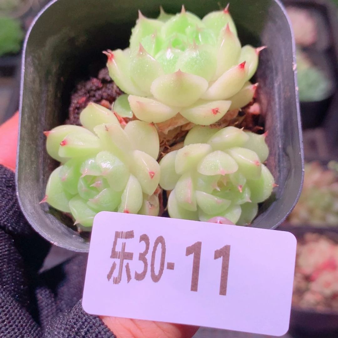 乐然30-11 麦秆群