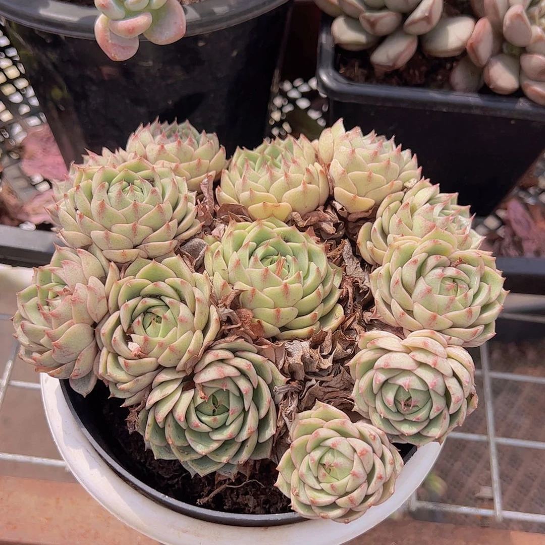 多头群生苯巴蒂斯一盆