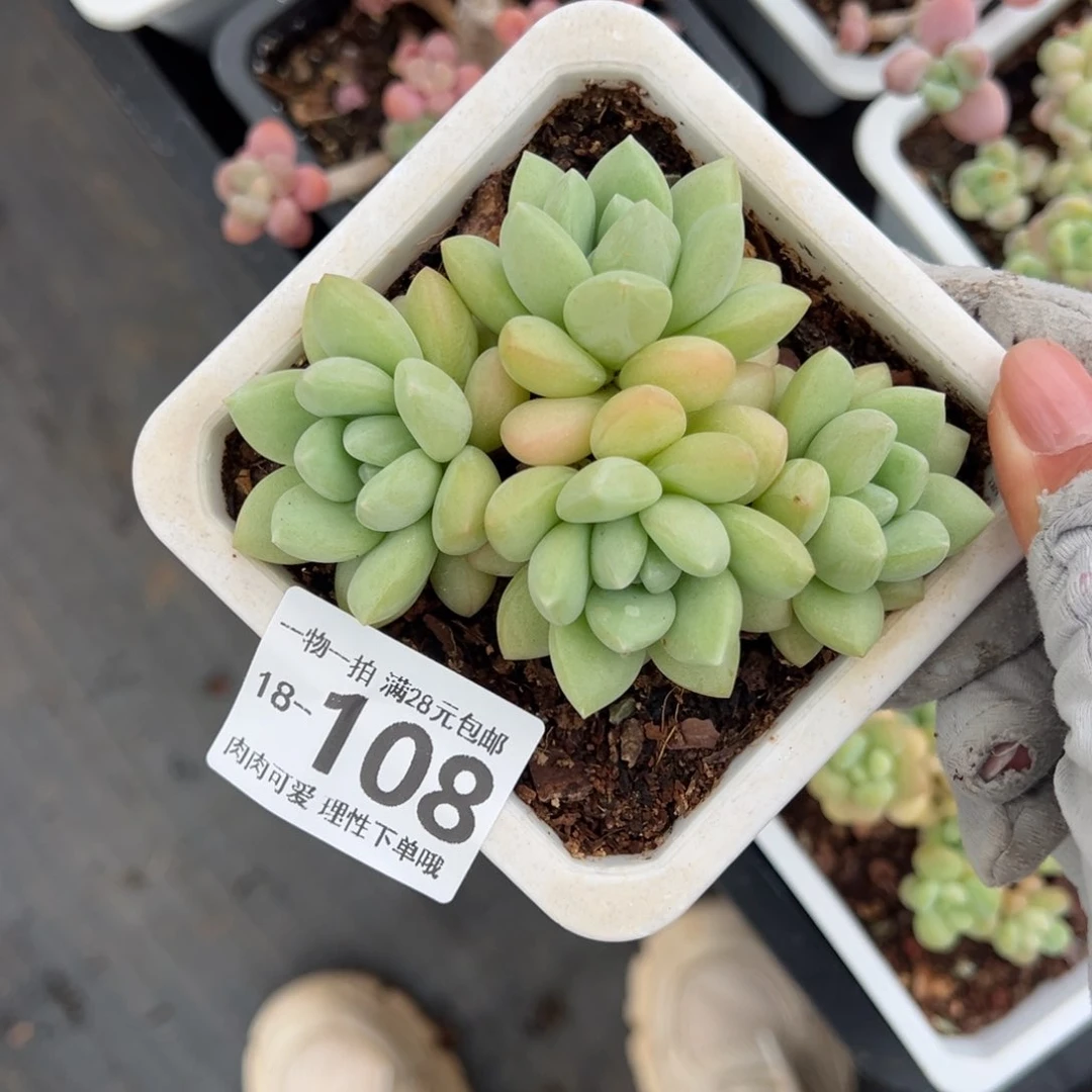 泡泡糖多肉多肉多肉多肉