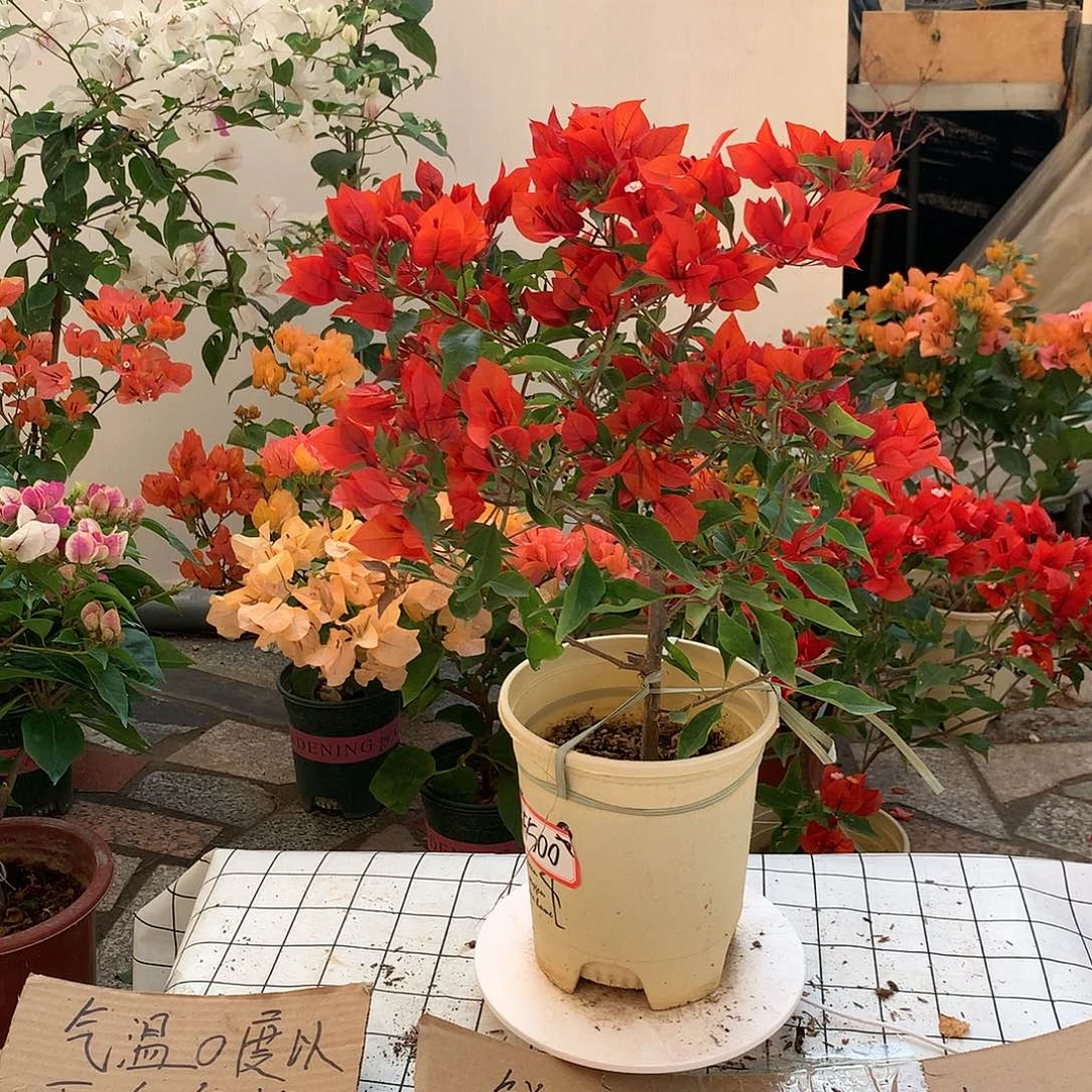 完全开放热火桑巴三角梅
