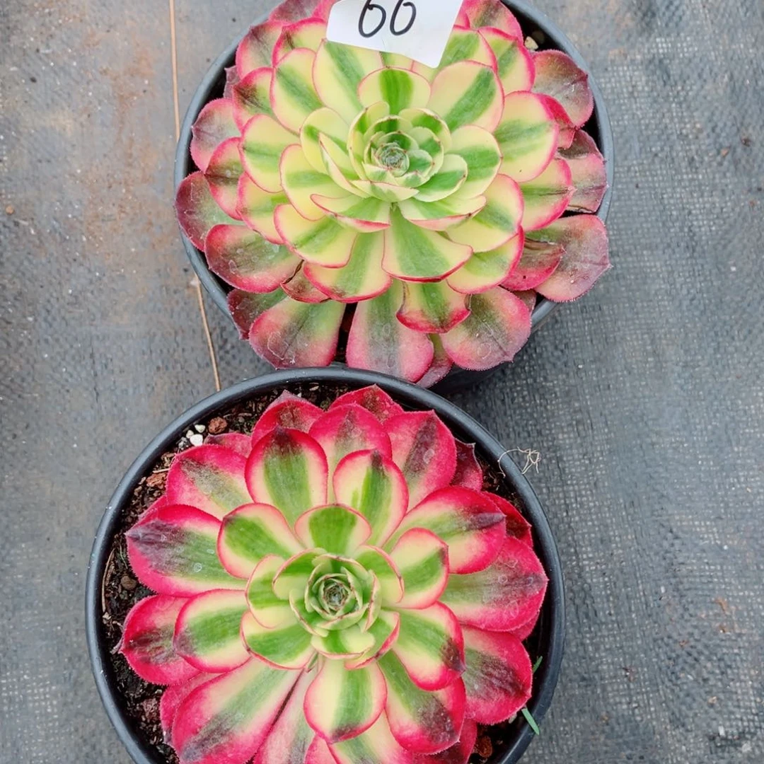 一物一拍多肉法师66