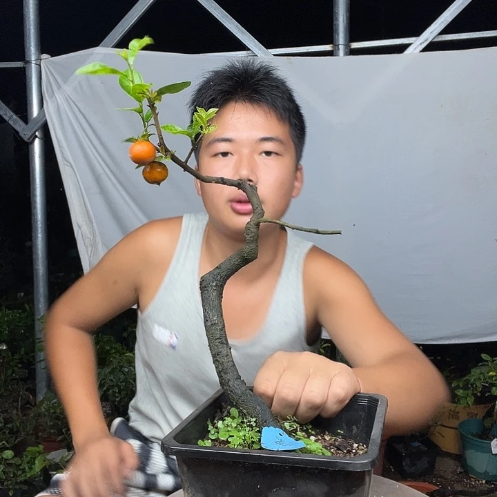 &***险无花朵金弹子是真的很好看