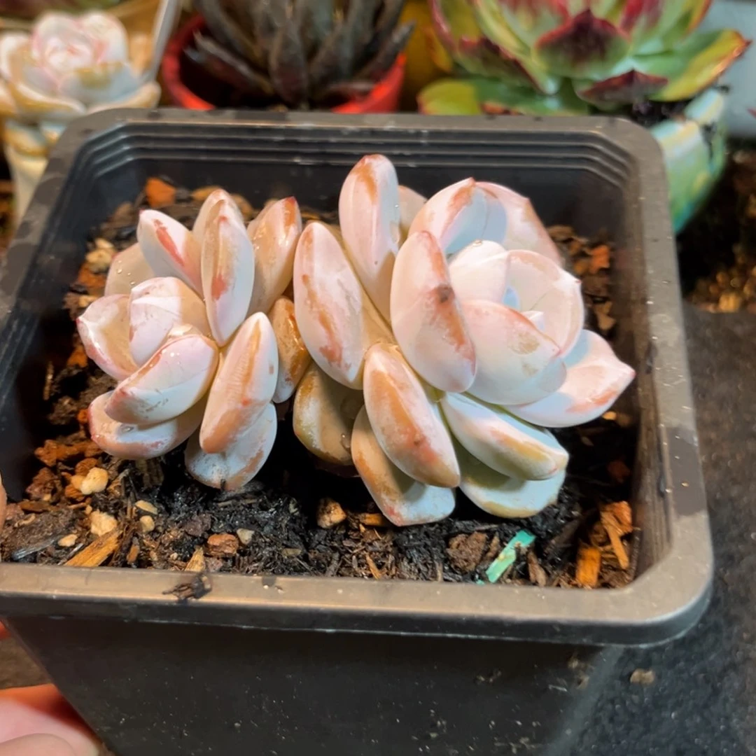 财***贝韩版奶茶惊鸿一瞥多肉植物