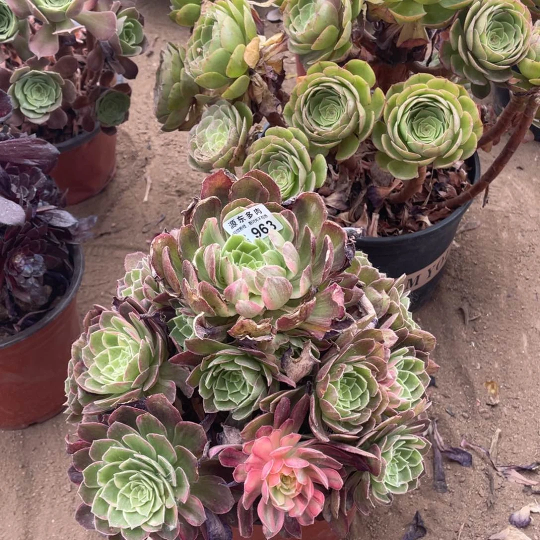 963万花筒多肉法师断枝不包