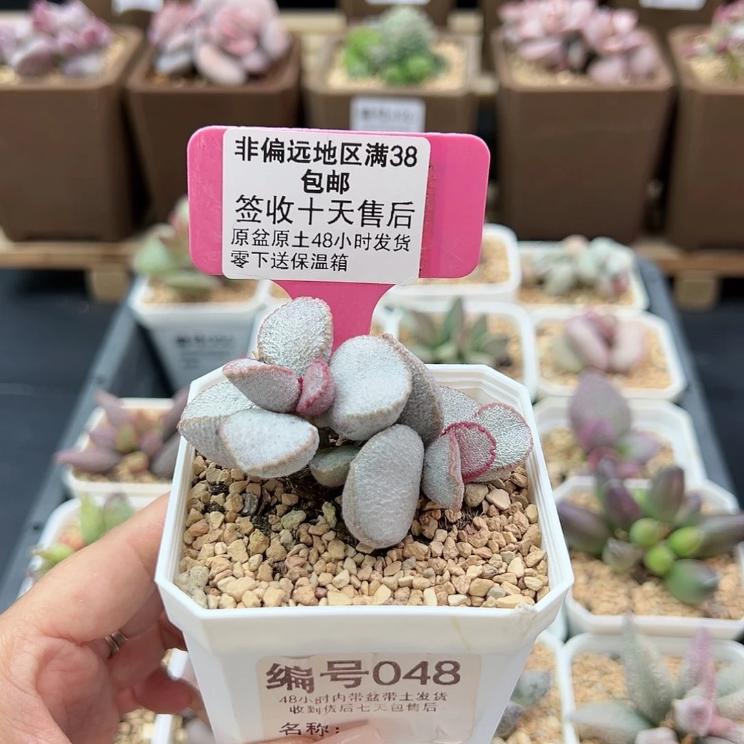 048磨砂蛋900号多肉植物