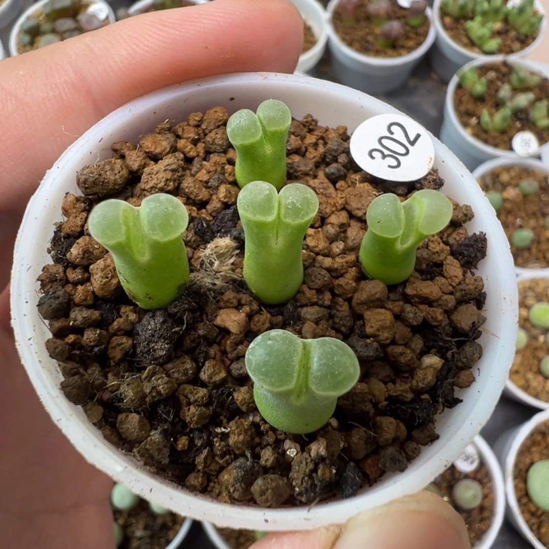极窗佛肚一颗脱土302000