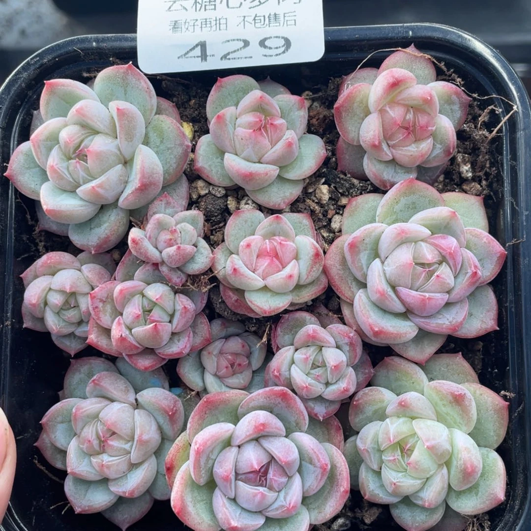 云糖心多肉植物429