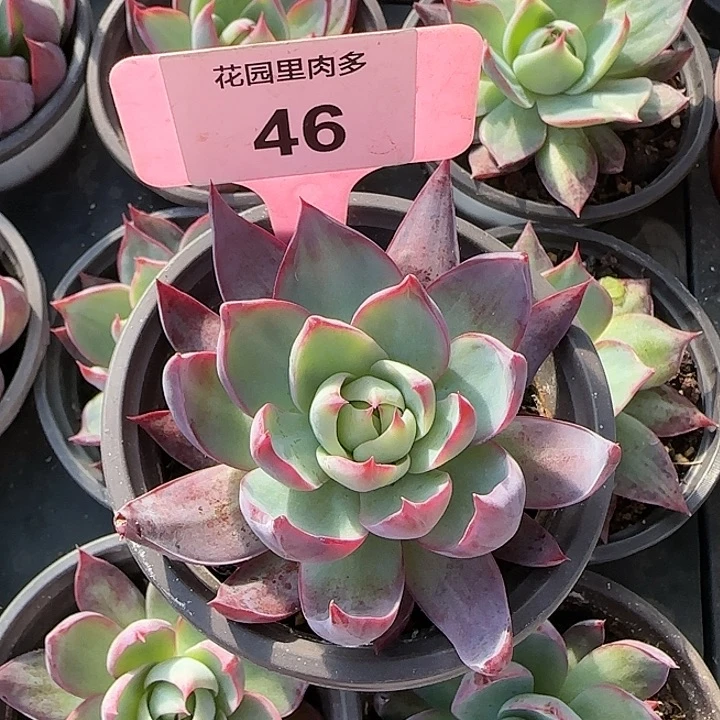 46 惊鸿仙子多肉植物6-9cm