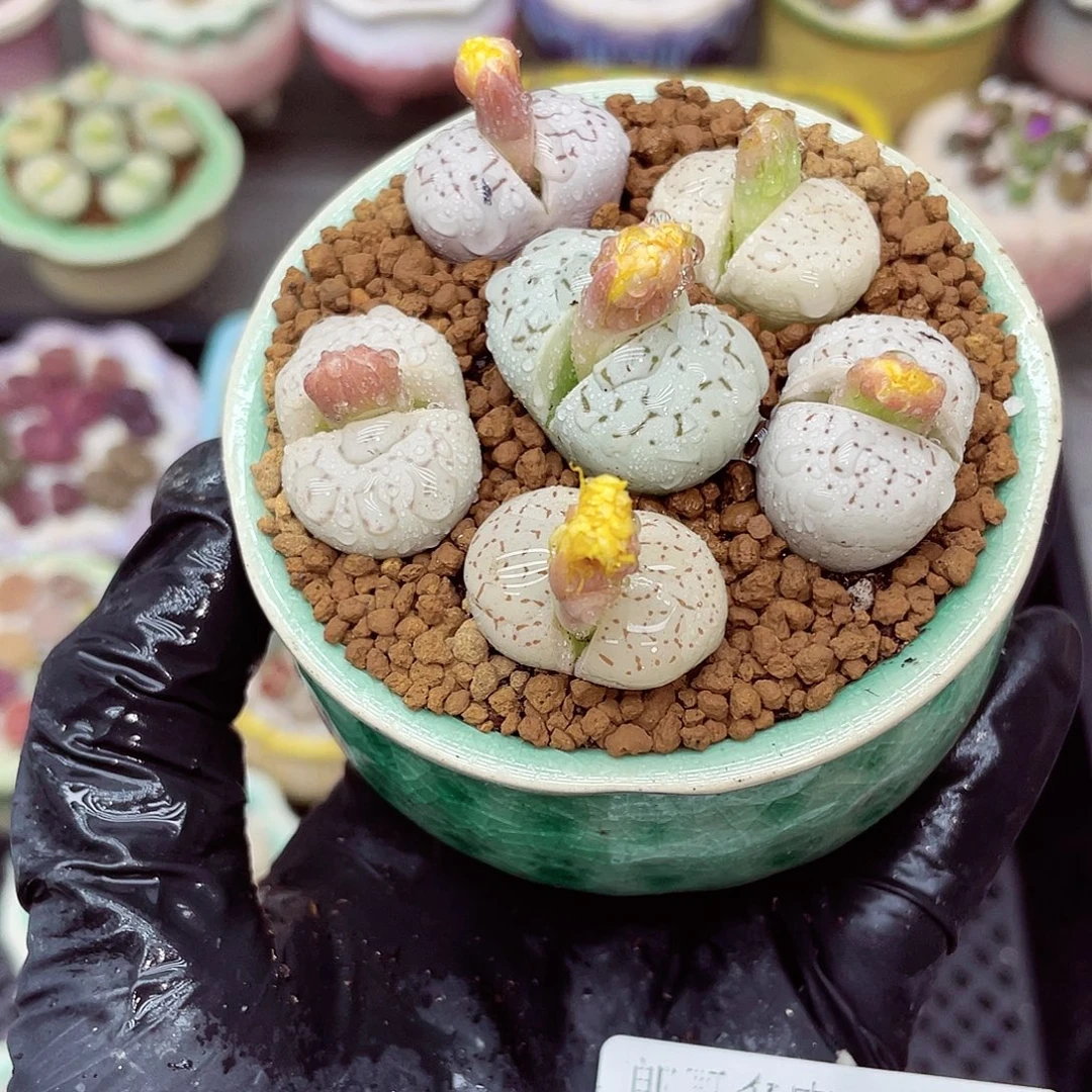 生石花满18包邮1115-86