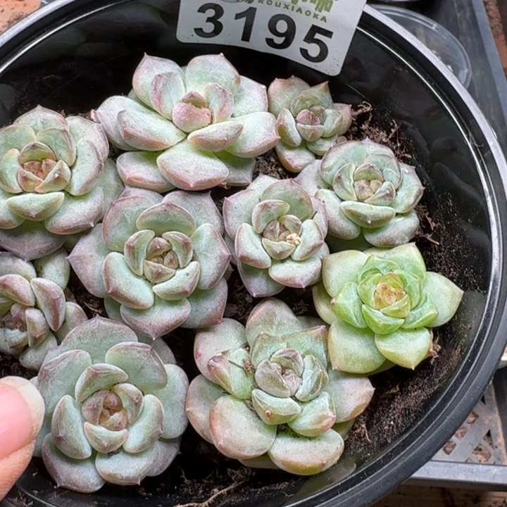 多肉植物多肉植物