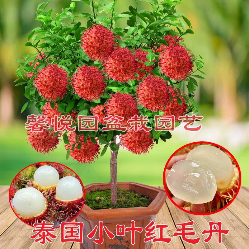 泰国红毛丹南方北方盆栽地栽阳台庭院