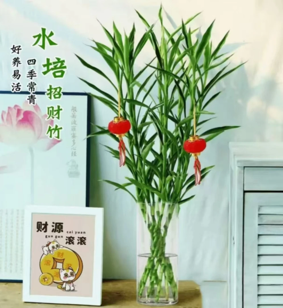 【聚财好运】招财竹水培绿植花卉盆栽室内办公室好养易活四季常青