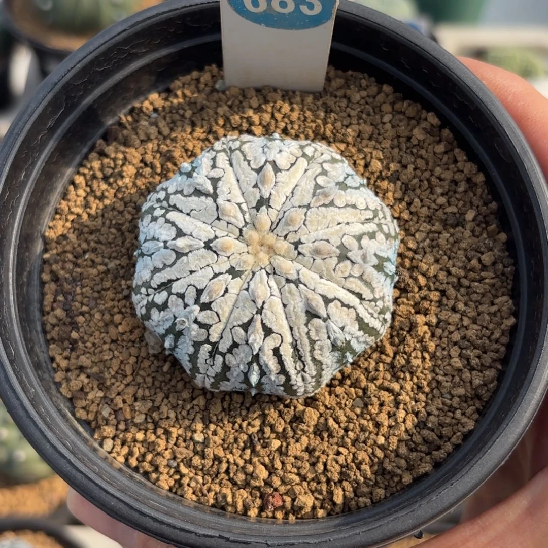 683实生浓白超兜带盆带土