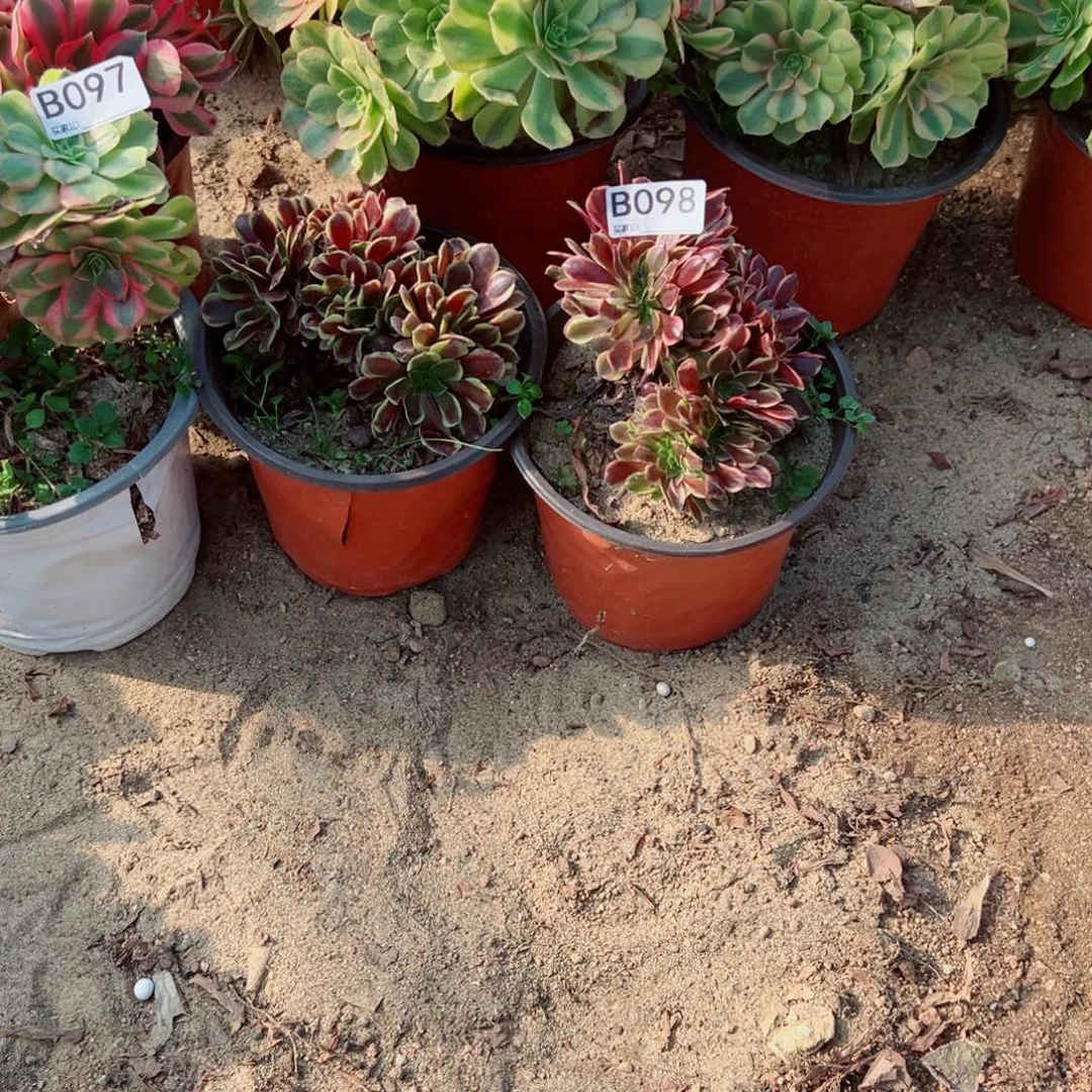 098欧佳丽缀化多肉植物法师多肉