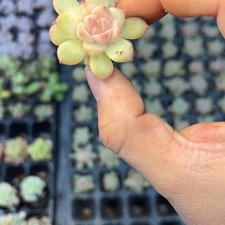 玉菩提 满10颗包邮