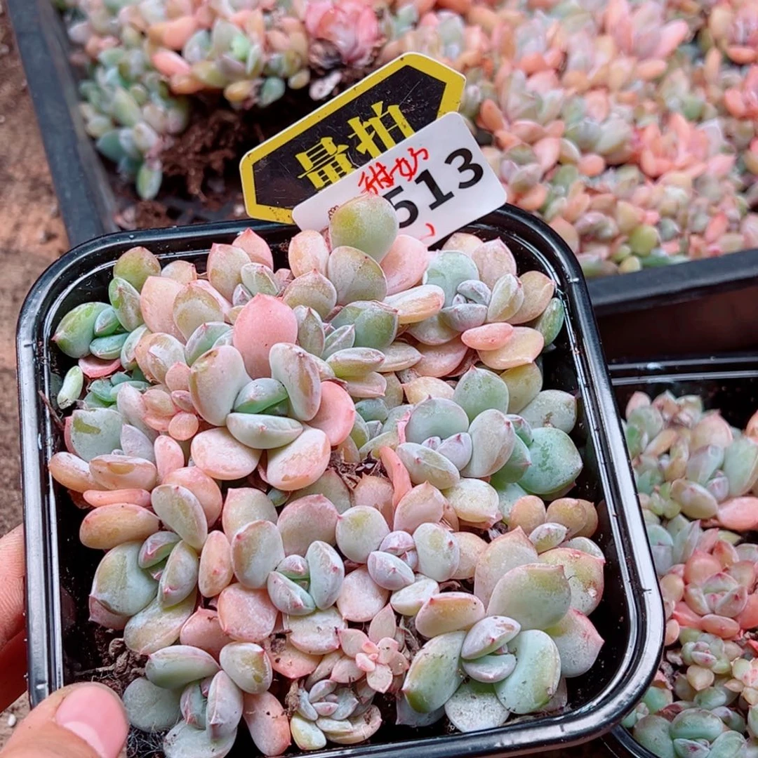 多肉植物多肉植物