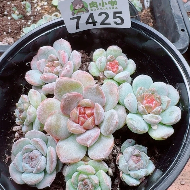 多肉植物多肉植物