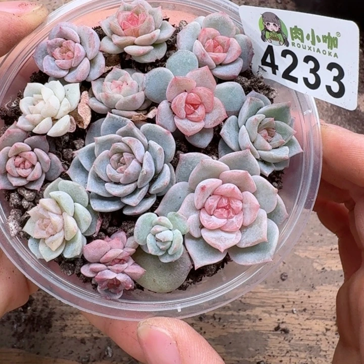多肉植物多肉植物