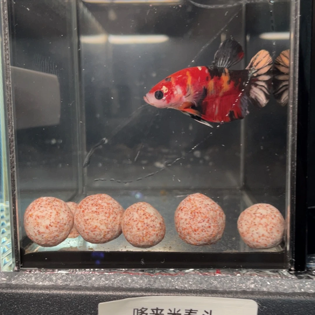 斗鱼1.4 将军   09