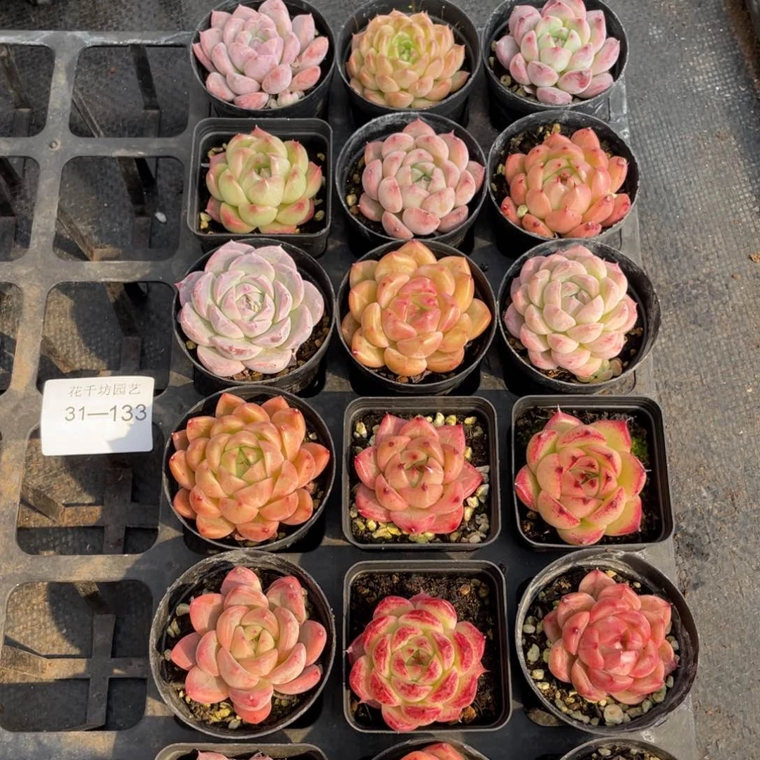 一物一拍18颗31-133