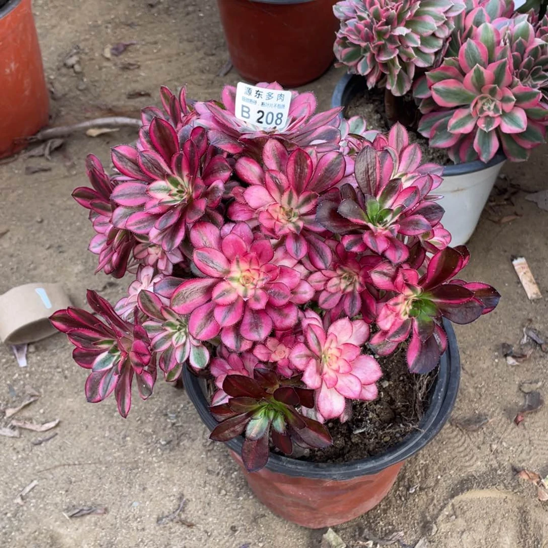 208香奈儿多肉法师断枝不包