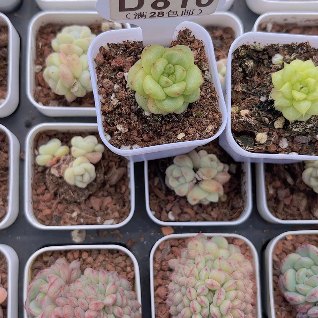 童*?D810绿水鬼一物一拍