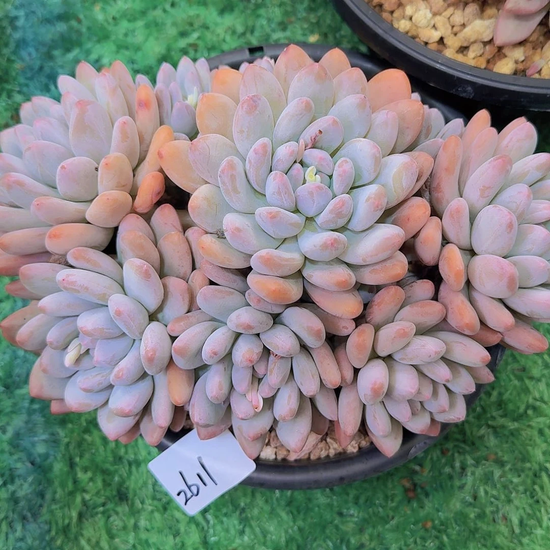 明***好2611香水多肉植物