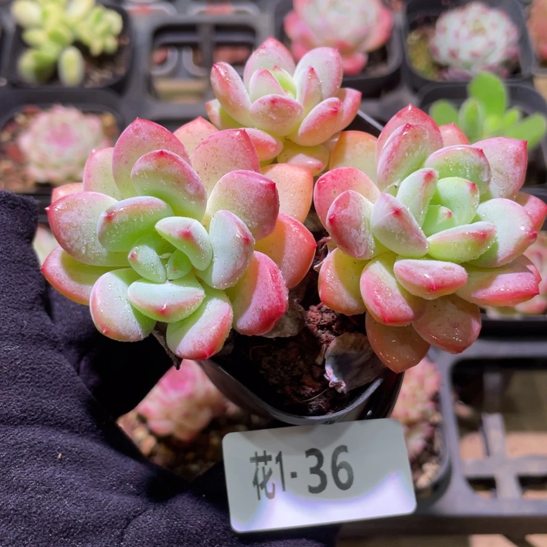 花利美1-36新品群