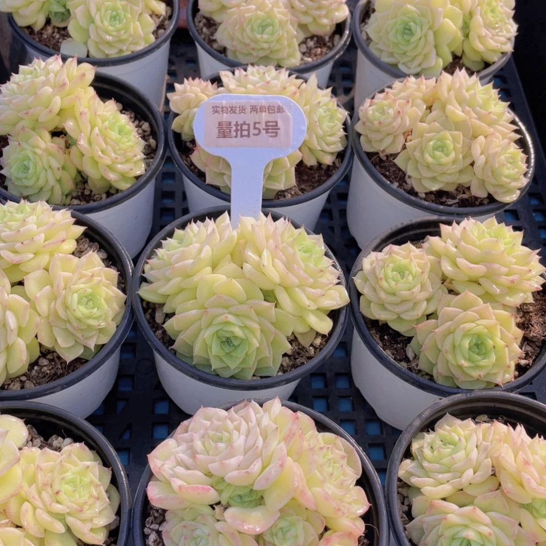 量拍5号珍妮果冻白天鹅麦秆群一个