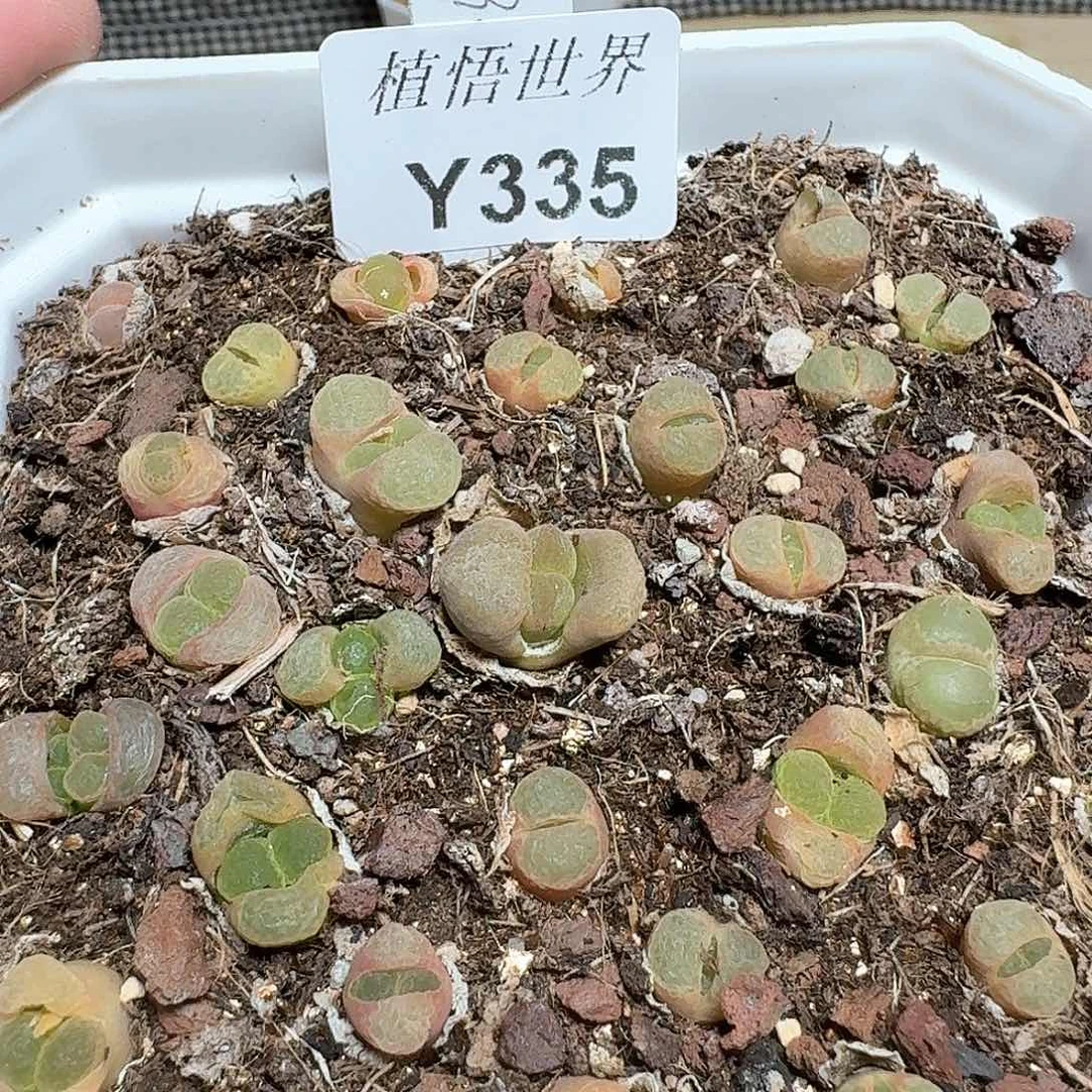 335盒多肉植物哇d c