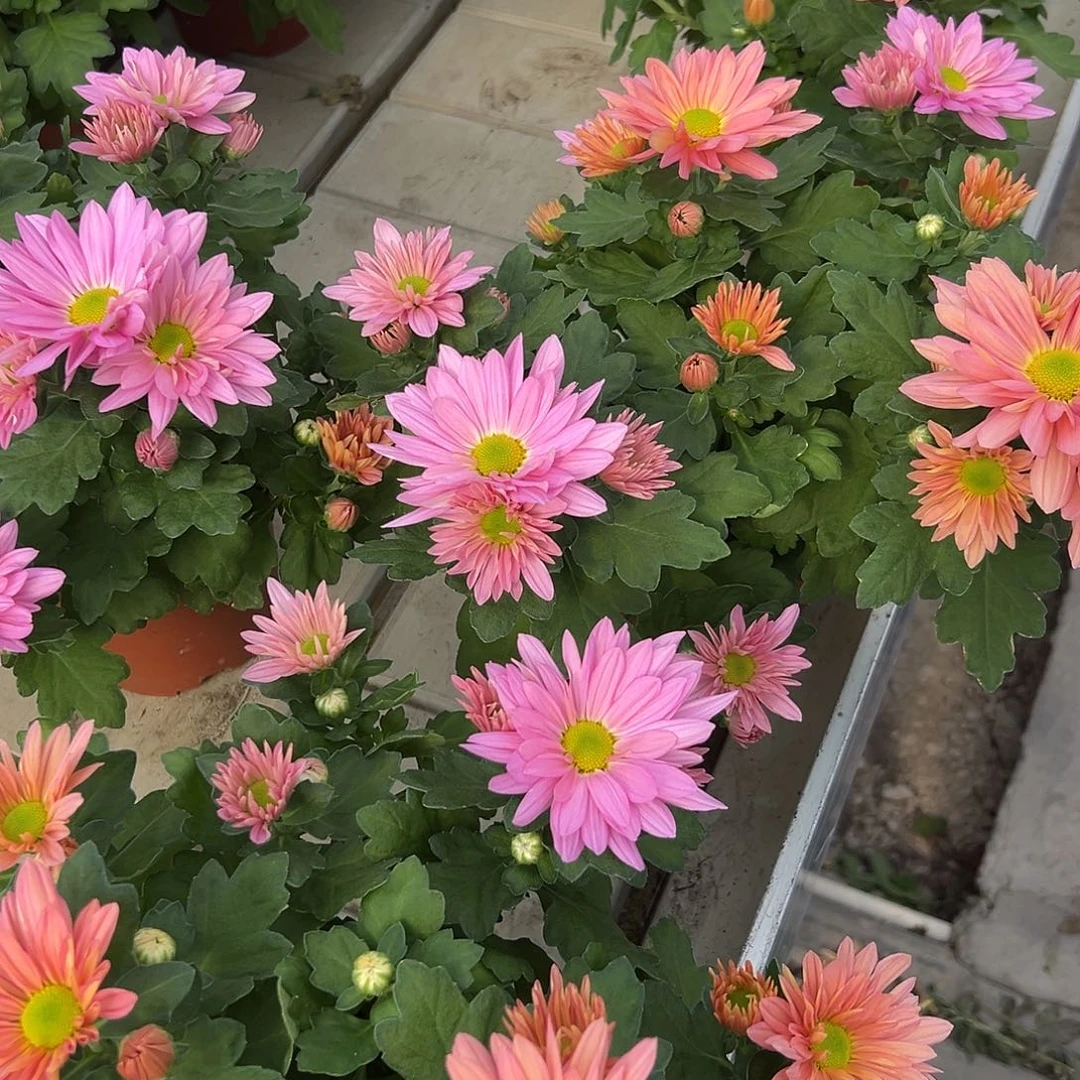 大部分花苞少量开放双色三文鱼