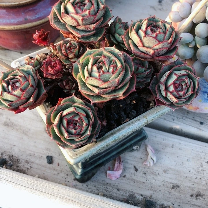 【闪购商品】暖*宝暖宝宝