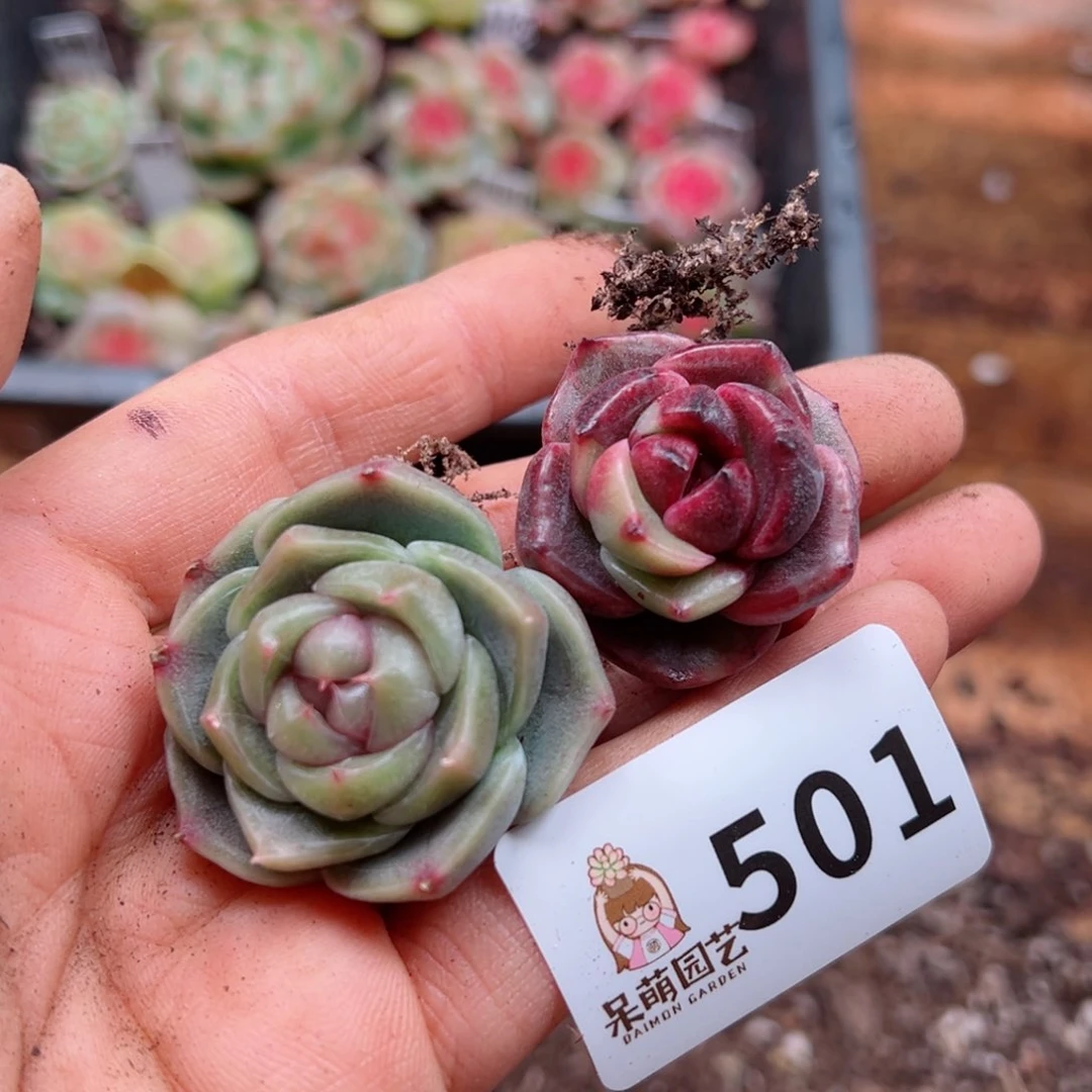 多肉植物多肉植物