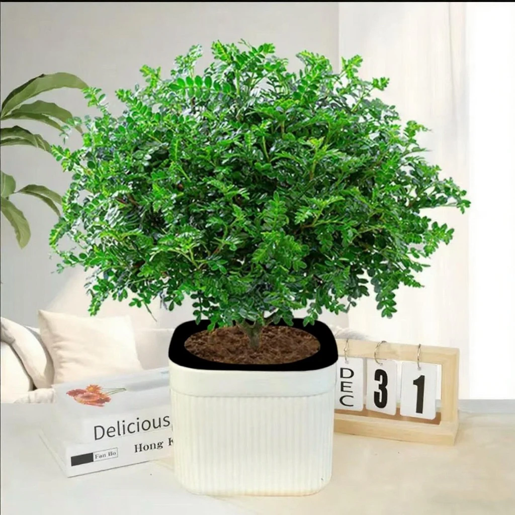 清香木盆栽送欧雅盆HL绿植四季好养客厅阳台花卉吸甲醛