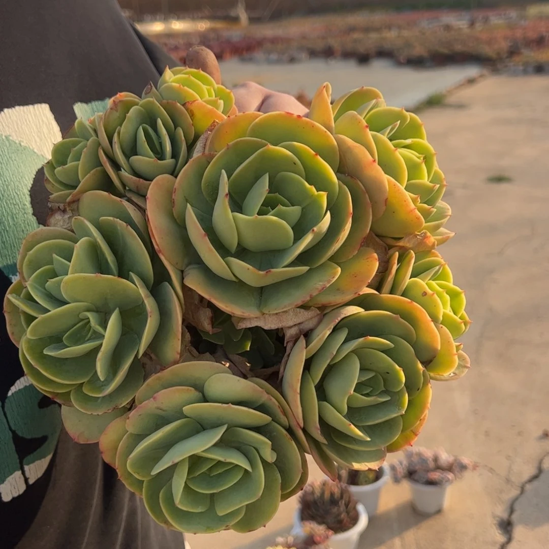 鸡蛋碧桃五头起发多肉